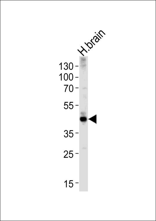 Western blot of lysate from human brain tissue lysate, using ALDOC Antibody. Antibody was diluted at 1:1000 at each lane. A goat anti-rabbit IgG H&L (HRP) at 1:5000 dilution was used as the secondary antibody. Lysate at 35ug per lane.