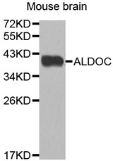Western blot analysis of extracts of Mouse brain cell line, using ALDOC antibody.