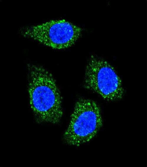 Confocal immunofluorescent of TNFSF15 Antibody with HeLa cell followed by Alexa Fluor 489-conjugated goat anti-rabbit lgG (green). DAPI was used to stain the cell nuclear (blue).