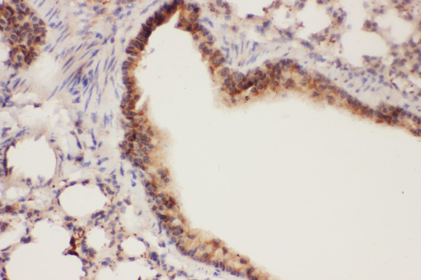 ALOX15 antibody IHC-paraffin: Mouse Lung Tissue.