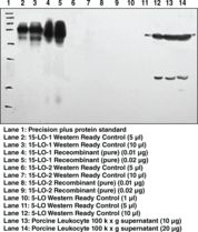 Western blot of 15-LOX / ALOX15 antibody LS-B7902.