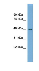 ALX1 antibody LS-C135121 Western blot of Mouse Heart lysate.