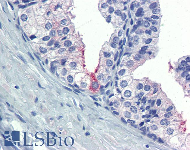 Anti-AMH antibody IHC of human prostate. Immunohistochemistry of formalin-fixed, paraffin-embedded tissue after heat-induced antigen retrieval. Antibody LS-B4020 concentration 5 ug/ml.