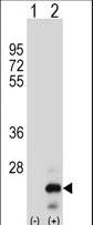 Western blot of TNFSF18 (arrow) using rabbit polyclonal TNFSF18 Antibody. 293 cell lysates (2 ug/lane) either nontransfected (Lane 1) or transiently transfected (Lane 2) with the TNFSF18 gene.
