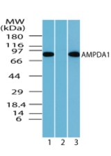 Western blot of AMPDA1 in rat skeletal muscle lysate in the 1) absence, 2) presence of immunizing peptide and 3) mouse?skeletal muscle using antibody at 0.5 ug/ml.
