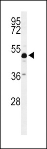 Western blot of ANKH Antibody in mouse cerebellum tissue lysates (35 ug/lane). ANKH (arrow) was detected using the purified antibody.