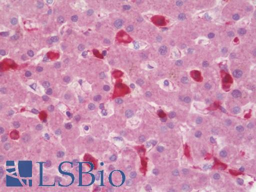 Anti-EB-1 / ANKS1B antibody IHC staining of human liver. Immunohistochemistry of formalin-fixed, paraffin-embedded tissue after heat-induced antigen retrieval.