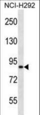 ANKS1B Antibody western blot of NCI-H292 cell line lysates (35 ug/lane). The ANKS1B antibody detected the ANKS1B protein (arrow).