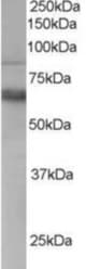 Antibody staining (0.3 ug/ml) of Human PBMC lysate (RIPA buffer, 35 ug total protein per lane). Primary incubated for 1 hour. Detected by Western blot of chemiluminescence.