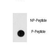 Dot blot of anti-Phospho-ANTXR1-pY382 Antibody on nitrocellulose membrane. 50ng of Phospho-peptide or Non Phospho-peptide per dot were adsorbed. Antibody working concentrations are 0.5ug per ml.