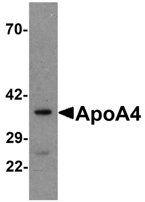 Western blot analysis of ApoA4 in human liver tissue lysate with ApoA4 antibody at 1 ug/ml .