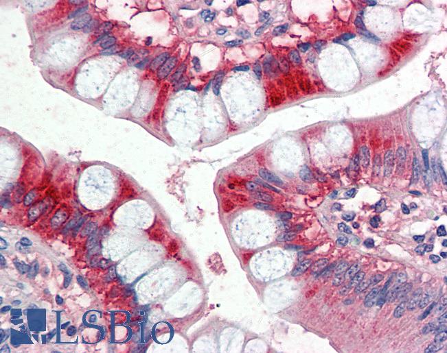 Anti-APOA4 antibody IHC of human small intestine. Immunohistochemistry of formalin-fixed, paraffin-embedded tissue after heat-induced antigen retrieval. Antibody LS-B2417 concentration 5 ug/ml.