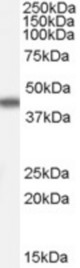 Antibody (0.01 ug/ml) staining of Human Duodenum lysate (35 ug protein in RIPA buffer). Primary incubation was 1 hour. Detected by chemiluminescence.
