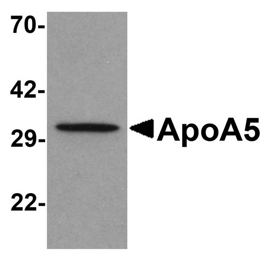 Western blot analysis of ApoA5 in human liver tissue lysate with ApoA5 antibody at 1 ug/ml .