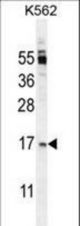 TNFSF4 Antibody western blot of K562 cell line lysates (35 ug/lane). The TNFSF4 antibody detected the TNFSF4 protein (arrow).