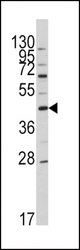 Western blot of anti-APOA5 Antibody in HL60 cell line lysates (35 ug/lane). APOA5(arrow) was detected using the purified antibody.