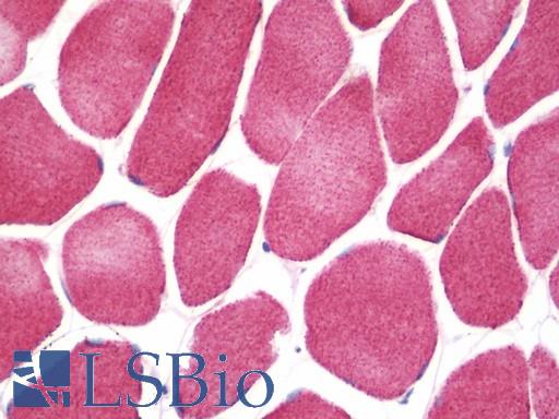 Anti-TNFSF4 / OX40L antibody IHC staining of human skeletal muscle. Immunohistochemistry of formalin-fixed, paraffin-embedded tissue after heat-induced antigen retrieval.