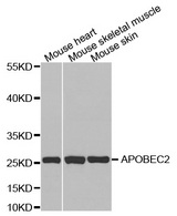Western blot analysis of extracts of various cell lines, using APOBEC2 antibody.