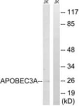 Western blot of extracts from Jurkat cells, using APOBEC3A Antibody. The lane on the right is treated with the synthesized peptide.