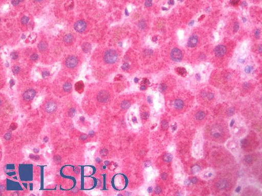 Anti-TNFSF4 / OX40L antibody IHC staining of human liver. Immunohistochemistry of formalin-fixed, paraffin-embedded tissue after heat-induced antigen retrieval. Antibody LS-B10083 concentration 10 ug/ml.