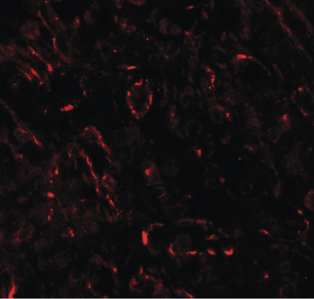 Immunofluorescence of TNFSF4 in human spleen tissue with TNFSF4 antibody at 20 ug/ml.