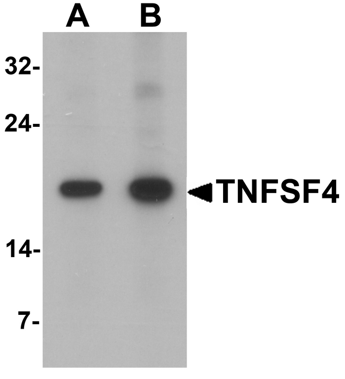 Western blot analysis of TNFSF4 in rat spleen tissue lysate with TNFSF4 antibody at (A) 0.5 and (B) 1 ug/ml