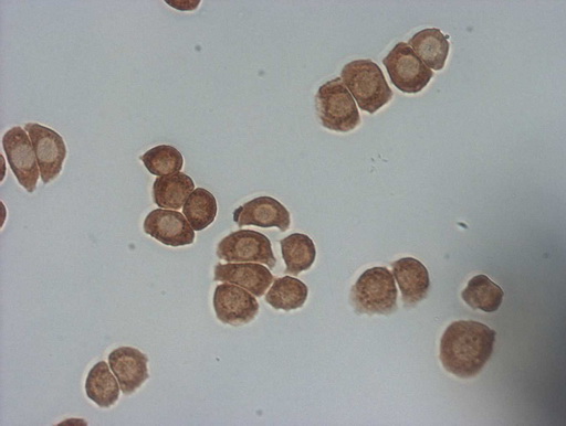 Immunocytochemistry staining of HT-29 cells using anti-PSMG2 mouse monoclonal antibody.(1:100).