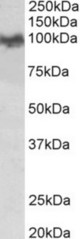 APP antibody (0.03 ug/ml) staining of Mouse Brain lysate (35 ug protein in RIPA buffer). Primary incubation was 1 hour. Detected by chemiluminescence.