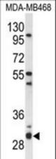 Western blot of PSMG2 Antibody in MDA-MB468 cell line lysates (35 ug/lane). PSMG2 (arrow) was detected using the purified antibody.