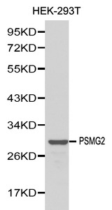 Western blot of PSMG2 pAb in extracts from HEK-293T cells.