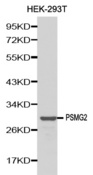 Western blot analysis of 293T cell lysate using PSMG2 antibody.