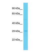 Western blot of PSMG2 Antibody - C-terminal region with human HT1080 cells lysate.