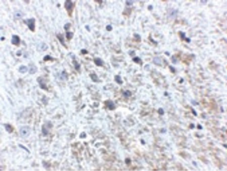 Immunohistochemistry of APP in mouse brain tissue with APP antibody at 2.5 ug/ml.