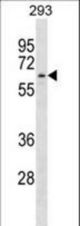 APPBP2 Antibody western blot of 293 cell line lysates (35 ug/lane). The APPBP2 antibody detected the APPBP2 protein (arrow).