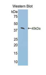Western blot of recombinant Arginase II / ARG2.