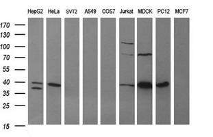 Western blot of extracts (35ug) from 9 different cell lines by using anti-ARG2 monoclonal antibody (HepG2: human; HeLa: human; SVT2: mouse; A549: human; COS7: monkey; Jurkat: human; MDCK: canine; PC12: rat; MCF7: human).