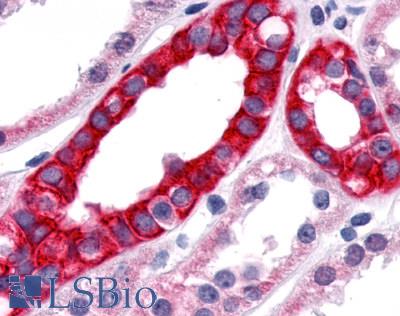Anti-TNIK antibody LS-A7401 IHC of human kidney. Immunohistochemistry of formalin-fixed, paraffin-embedded tissue after heat-induced antigen retrieval.