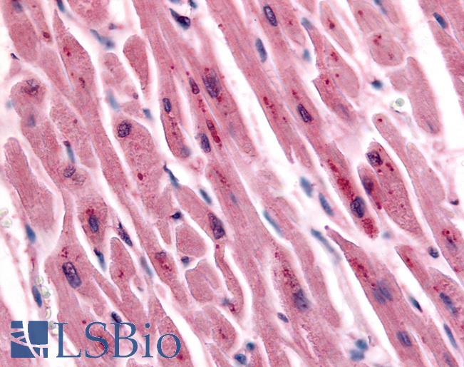 Anti-TNIK antibody LS-A7402 IHC of human heart. Immunohistochemistry of formalin-fixed, paraffin-embedded tissue after heat-induced antigen retrieval.
