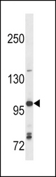 TLR7 Antibody (C112) western blot of Ramos cell line lysates (35 ug/lane). The TLR7 antibody detected the TLR7 protein (arrow).