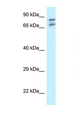 TNIP1 antibody LS-C145662 Western blot of U937 Cell lysate. Antibody concentration 1 ug/ml.