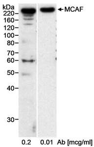 Detection of Human MCAF by Western Blot. Samples: Nuclear extract (20 ug) from HeLa cells. Antibody: Affinity purified rabbit anti-MCAF antibody used at 0.2 and 0.1 ug/ml. Detection: Chemiluminescence with an exposure time of 15 minutes.