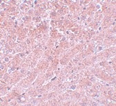 Immunohistochemistry of formalin-fixed, paraffin-embedded mouse liver stained with Rabbit anti-Human ATG101 following heat mediated antigen retrieval using sodium citrate buffer (pH6.0)