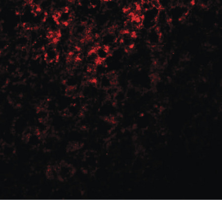 Immunofluorescence of ATG101 in mouse liver tissue with ATG101 antibody at 20 ug/ml.