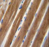 TNIP1 antibody immunohistochemistry of formalin-fixed and paraffin-embedded human skeletal muscle followed by peroxidase-conjugated secondary antibody and DAB staining.