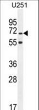 TNIP1 Antibody western blot of U251 cell line lysates (35 ug/lane). The TNIP1 antibody detected the TNIP1 protein (arrow).