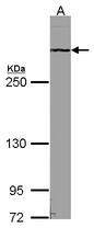 Sample (30 ug of whole cell lysate). A: NIH-3T3. 5% SDS PAGE. RAD54 / ATRX antibody diluted at 1:1000.