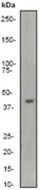 Western blot analysis on A431 cell lysate using anti-Actin antibody at 1:1000.