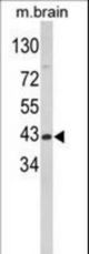 Western blot of GOT1 Antibody in mouse brain tissue lysates (35 ug/lane). GOT1 (arrow) was detected using the purified antibody.