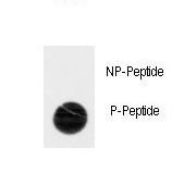 Dot blot of anti-Phospho-ACK1-pY518 Antibody on nitrocellulose membrane. 50ng of Phospho-peptide or Non Phospho-peptide per dot were adsorbed. Antibody working concentrations are 0.5ug per ml.