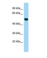 Western blot of B3gnt1 Antibody - middle region in Mouse Testis cells lysate.